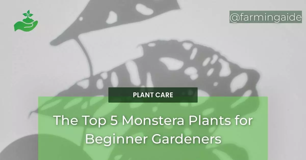 The Top 5 Monstera Plants for Beginner Gardeners