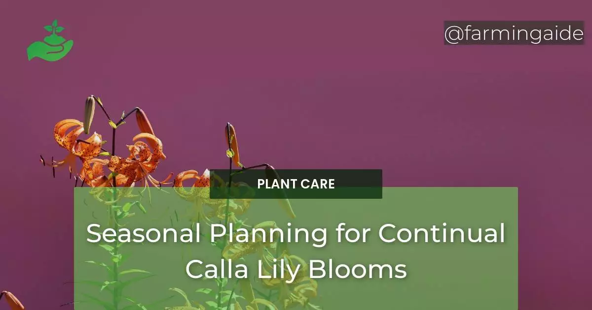 Seasonal Planning for Continual Calla Lily Blooms