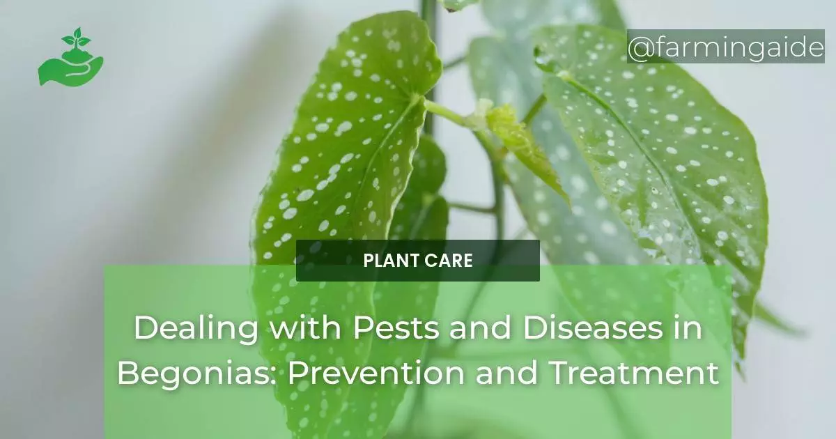 Dealing with Pests and Diseases in Begonias: Prevention and Treatment