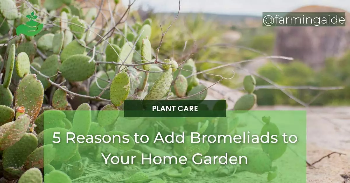 5 Reasons to Add Bromeliads to Your Home Garden