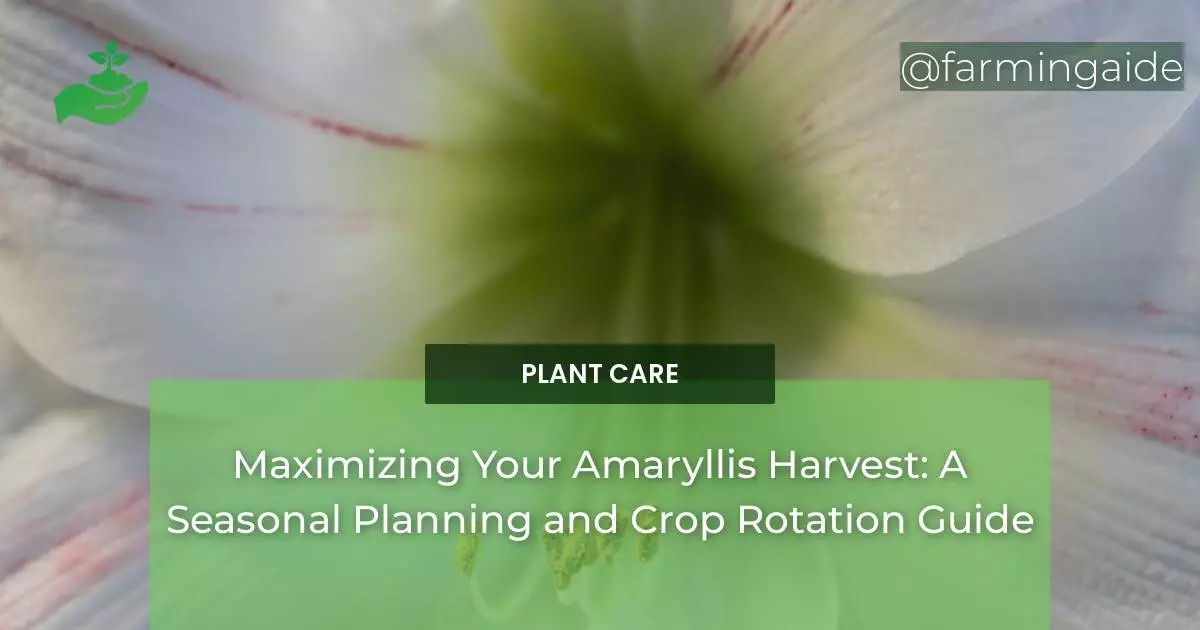 Maximizing Your Amaryllis Harvest: A Seasonal Planning and Crop Rotation Guide