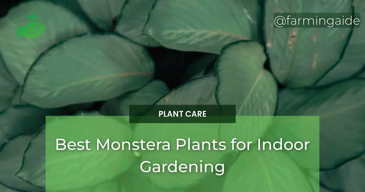 Best Monstera Plants for Indoor Gardening