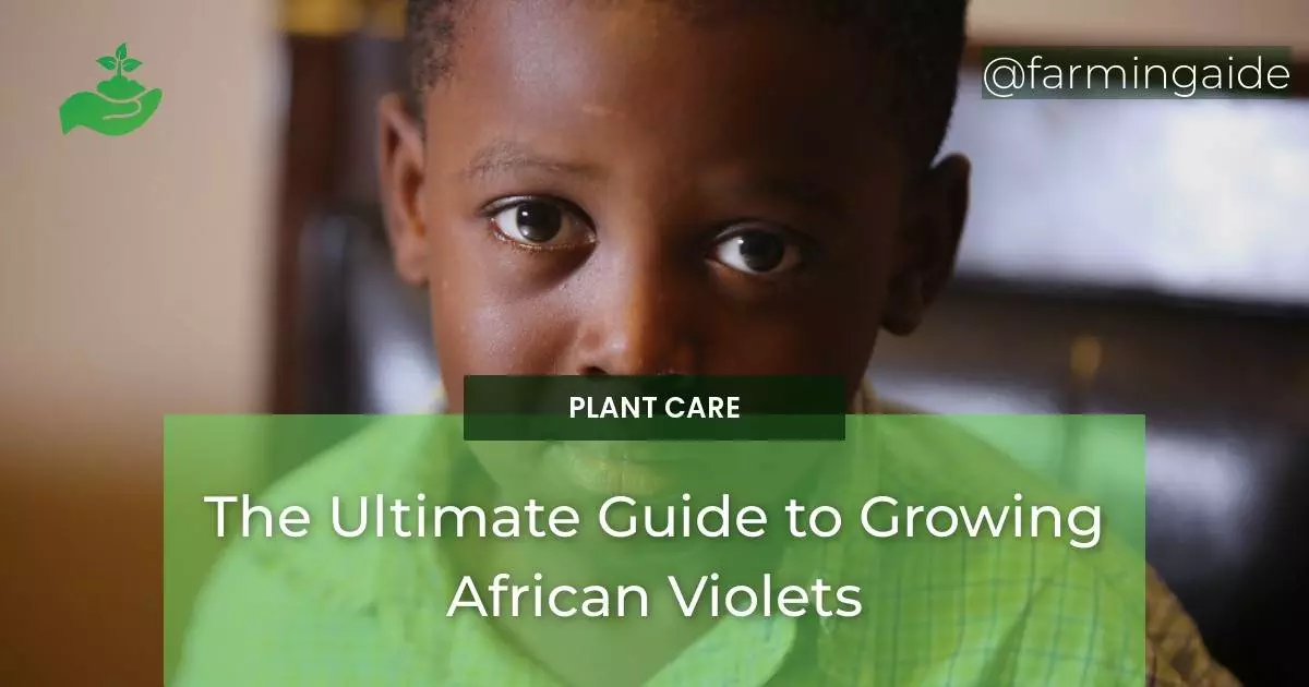 The Ultimate Guide to Growing African Violets