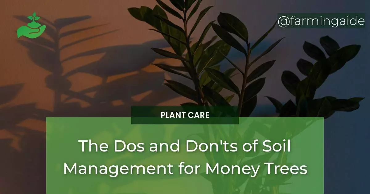 The Dos and Don'ts of Soil Management for Money Trees