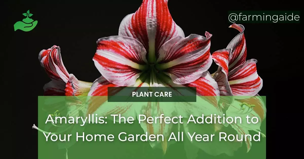 Amaryllis: The Perfect Addition to Your Home Garden All Year Round