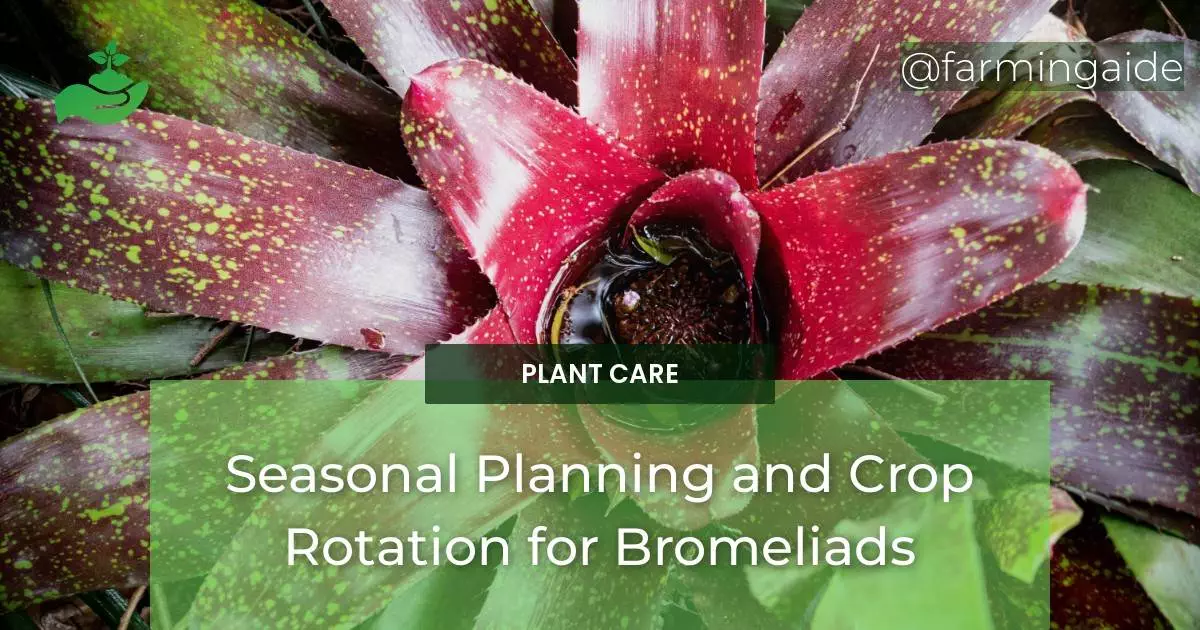 Seasonal Planning and Crop Rotation for Bromeliads