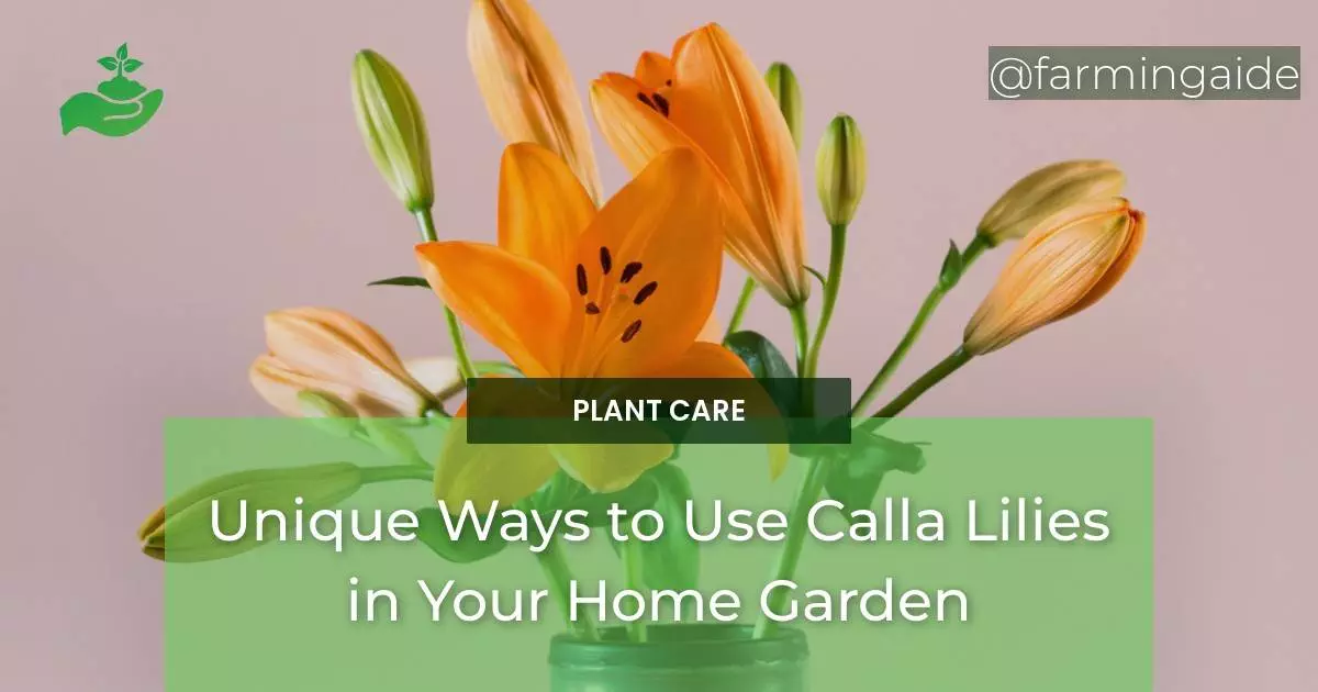 Unique Ways to Use Calla Lilies in Your Home Garden