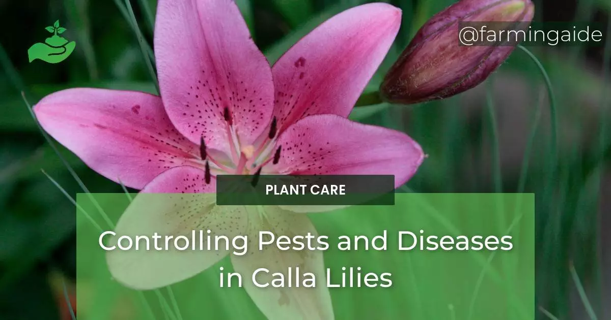Controlling Pests and Diseases in Calla Lilies