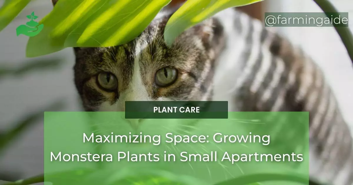 Maximizing Space: Growing Monstera Plants in Small Apartments