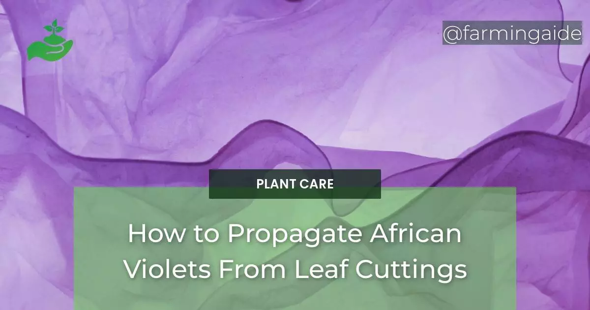 How to Propagate African Violets From Leaf Cuttings