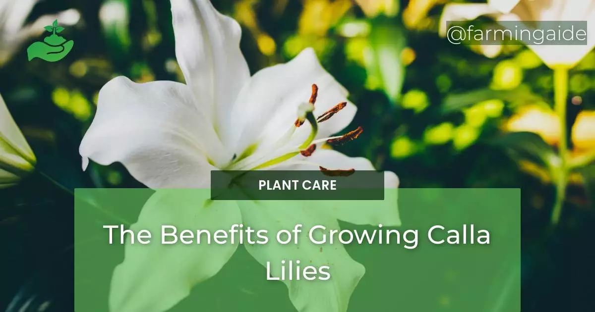 The Benefits of Growing Calla Lilies