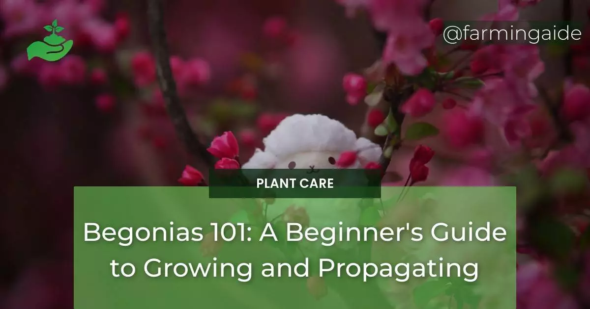 Begonias 101: A Beginner's Guide to Growing and Propagating
