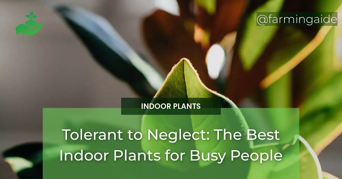 Tolerant to Neglect: The Best Indoor Plants for Busy People
