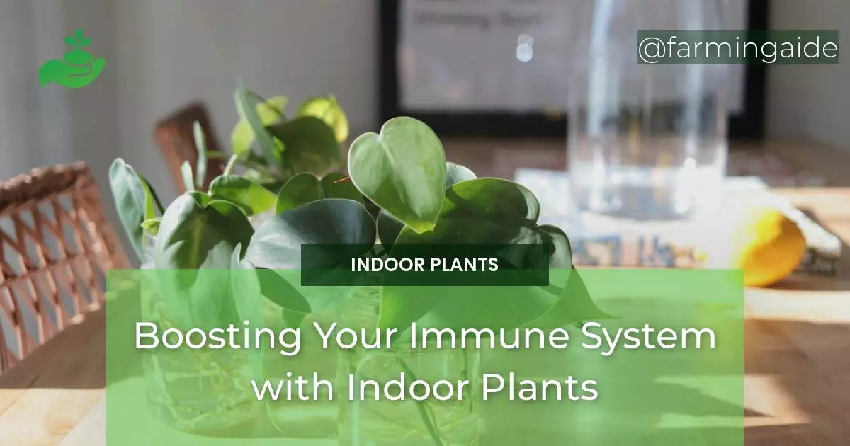 Boosting Your Immune System with Indoor Plants