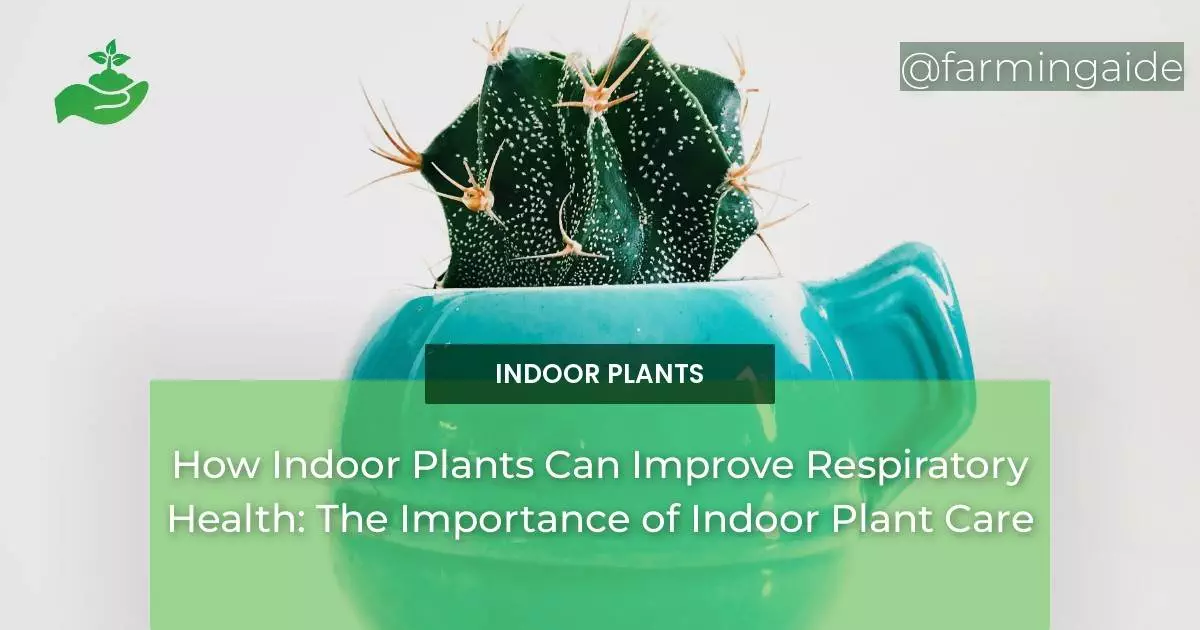 How Indoor Plants Can Improve Respiratory Health: The Importance of Indoor Plant Care