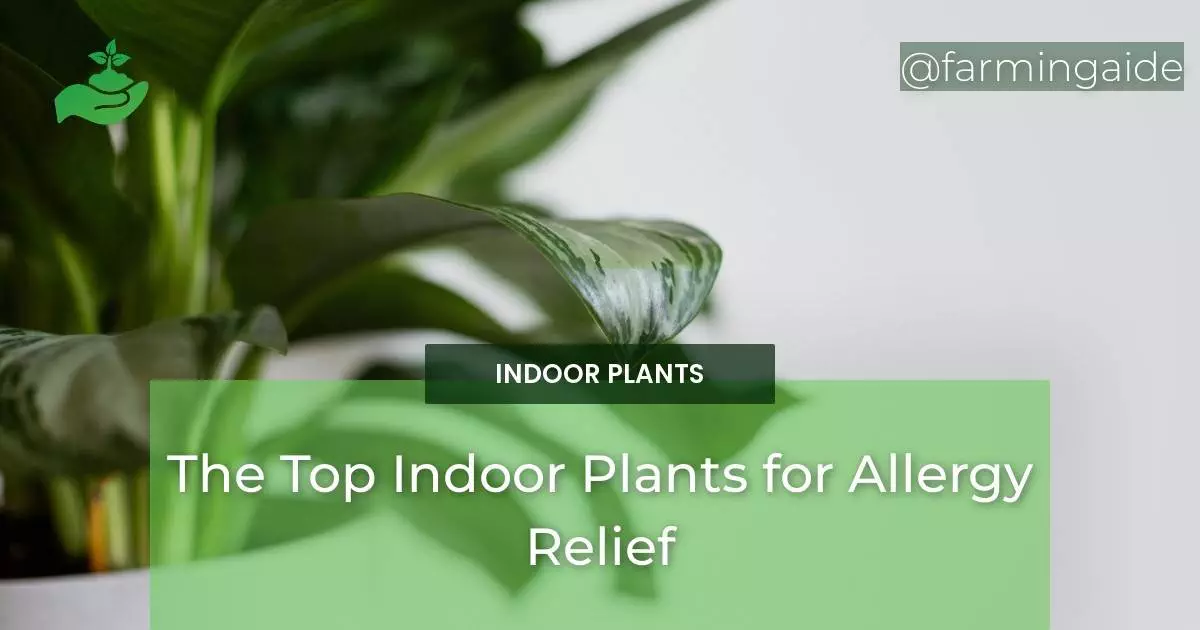 The Top Indoor Plants for Allergy Relief