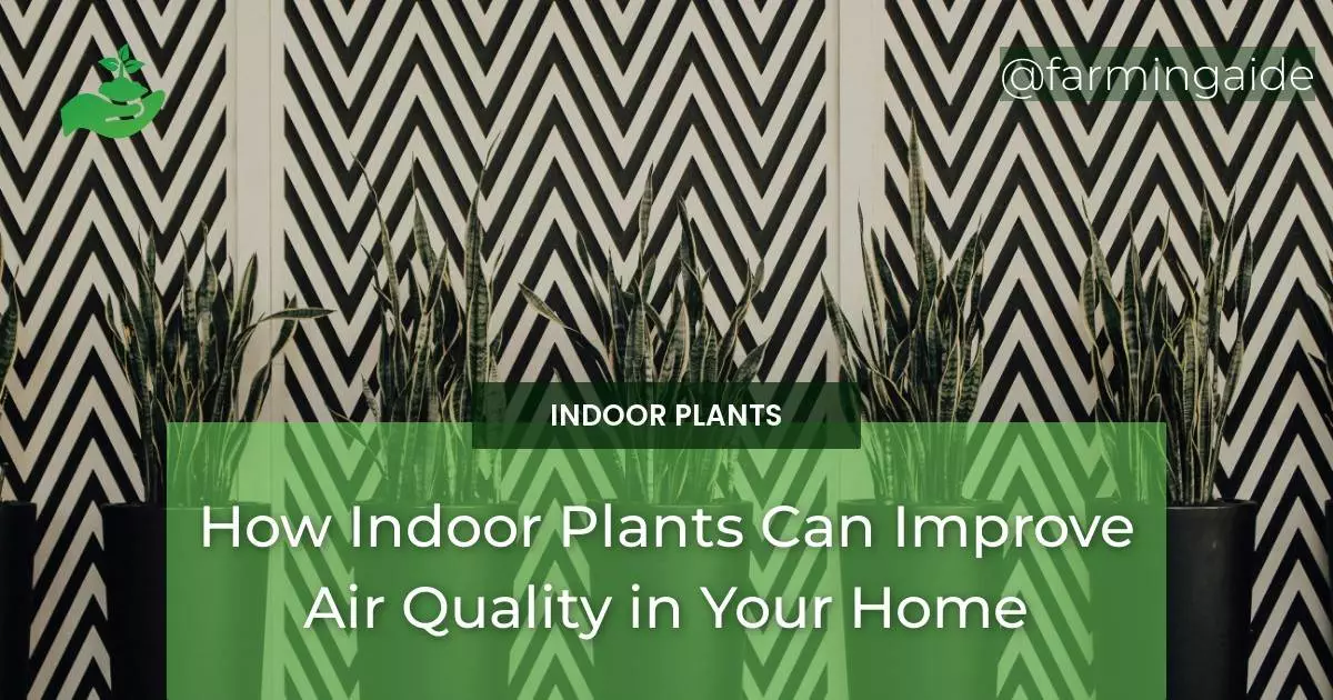 How Indoor Plants Can Improve Air Quality in Your Home