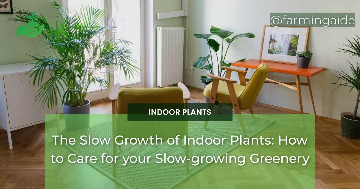 The Slow Growth of Indoor Plants: How to Care for your Slow-growing Greenery