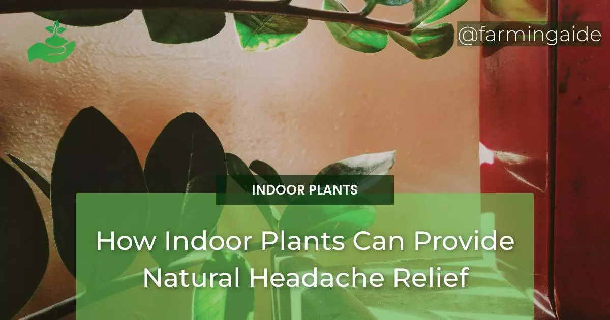 How Indoor Plants Can Provide Natural Headache Relief