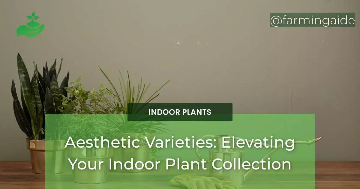 Aesthetic Varieties: Elevating Your Indoor Plant Collection