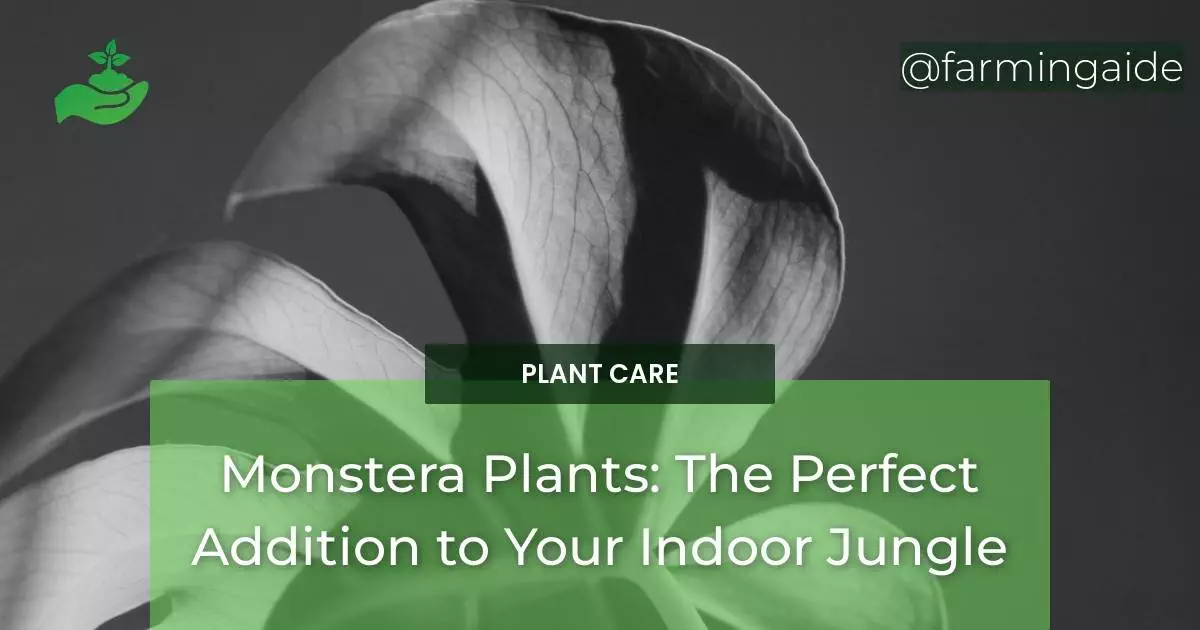 Monstera Plants: The Perfect Addition to Your Indoor Jungle
