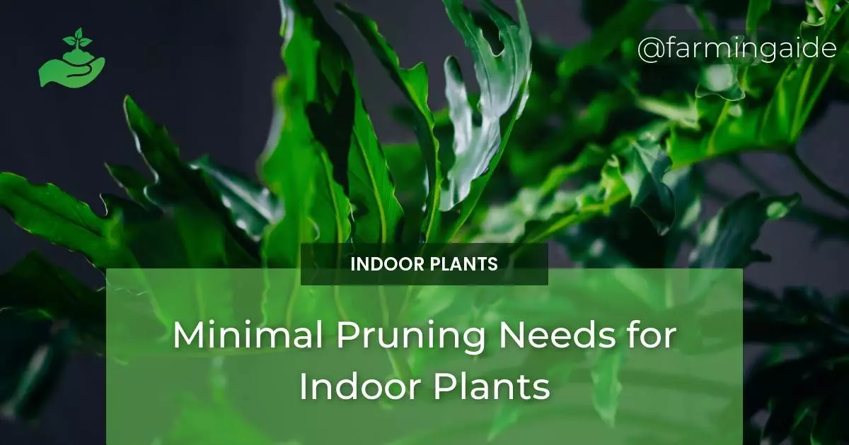 Minimal Pruning Needs for Indoor Plants