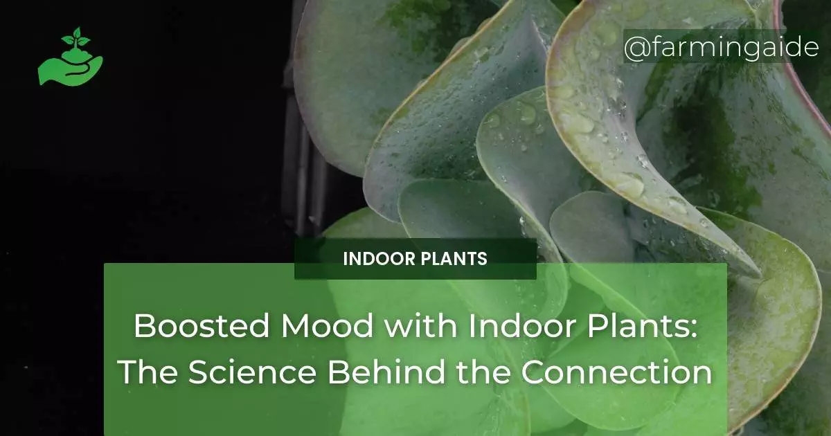 Boosted Mood with Indoor Plants: The Science Behind the Connection