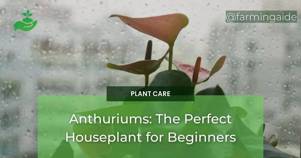Anthuriums: The Perfect Houseplant for Beginners