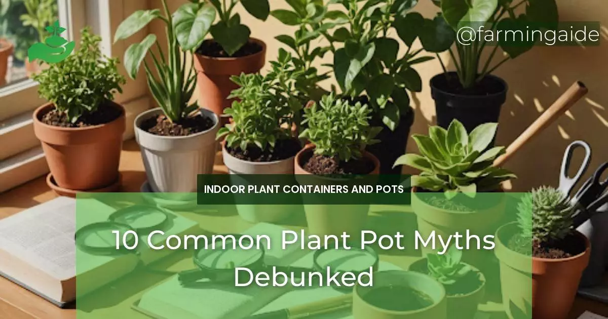 10 Common Plant Pot Myths Debunked