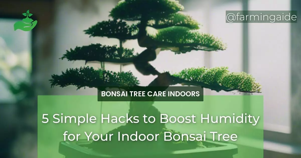 5 Simple Hacks to Boost Humidity for Your Indoor Bonsai Tree