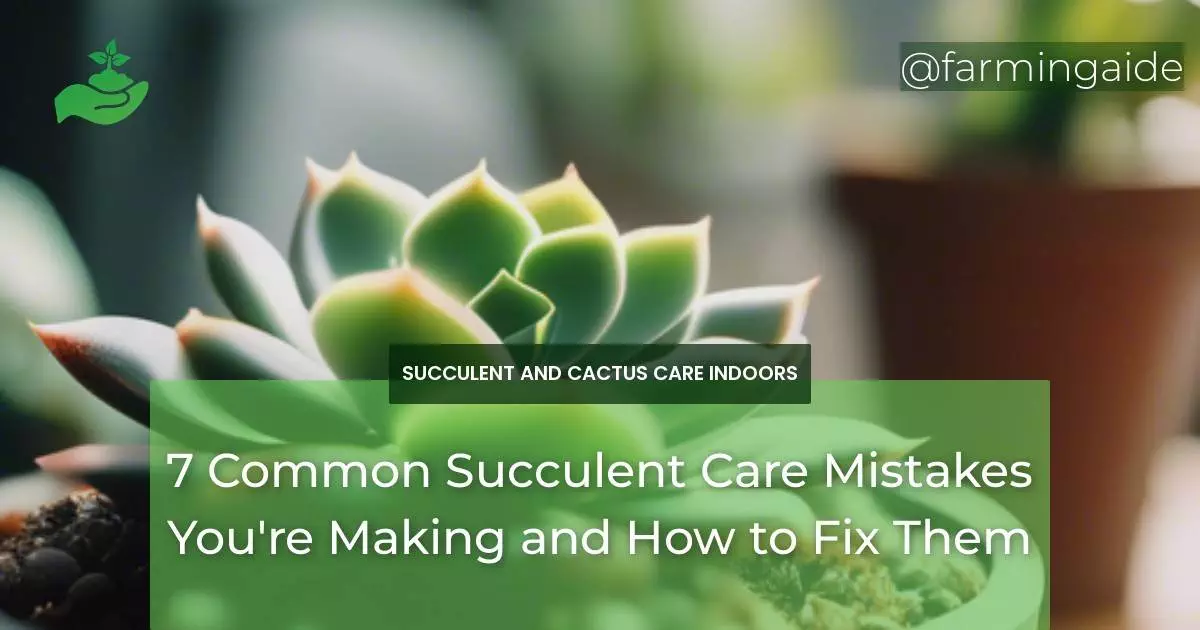 7 Common Succulent Care Mistakes You're Making and How to Fix Them
