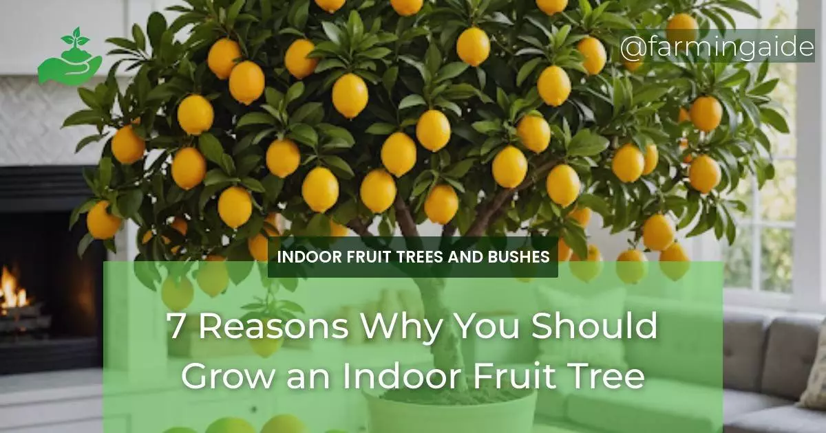 7 Reasons Why You Should Grow an Indoor Fruit Tree
