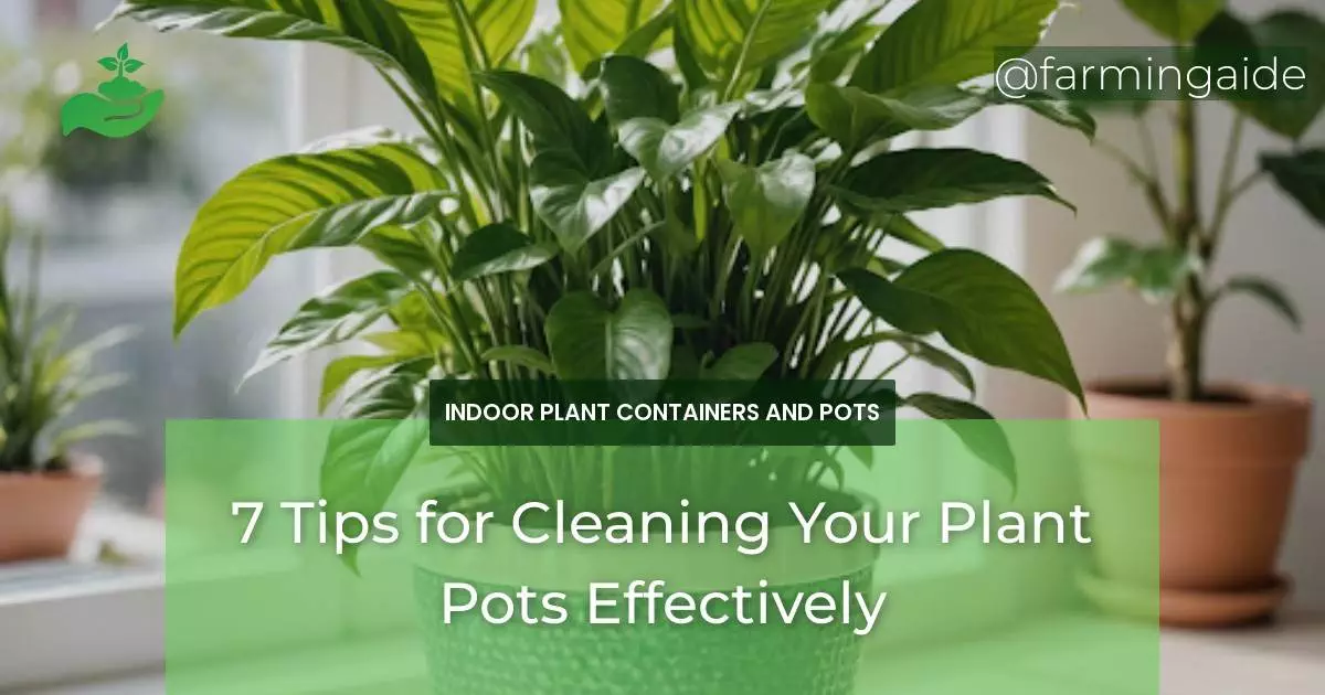 7 Tips for Cleaning Your Plant Pots Effectively