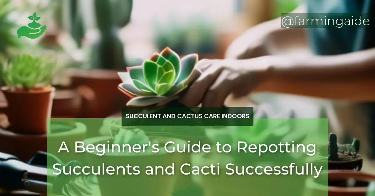 A Beginner's Guide to Repotting Succulents and Cacti Successfully