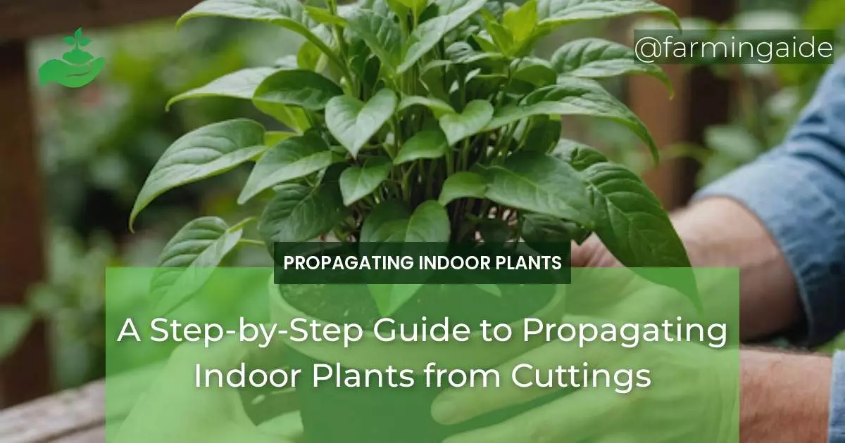 A Step-by-Step Guide to Propagating Indoor Plants from Cuttings
