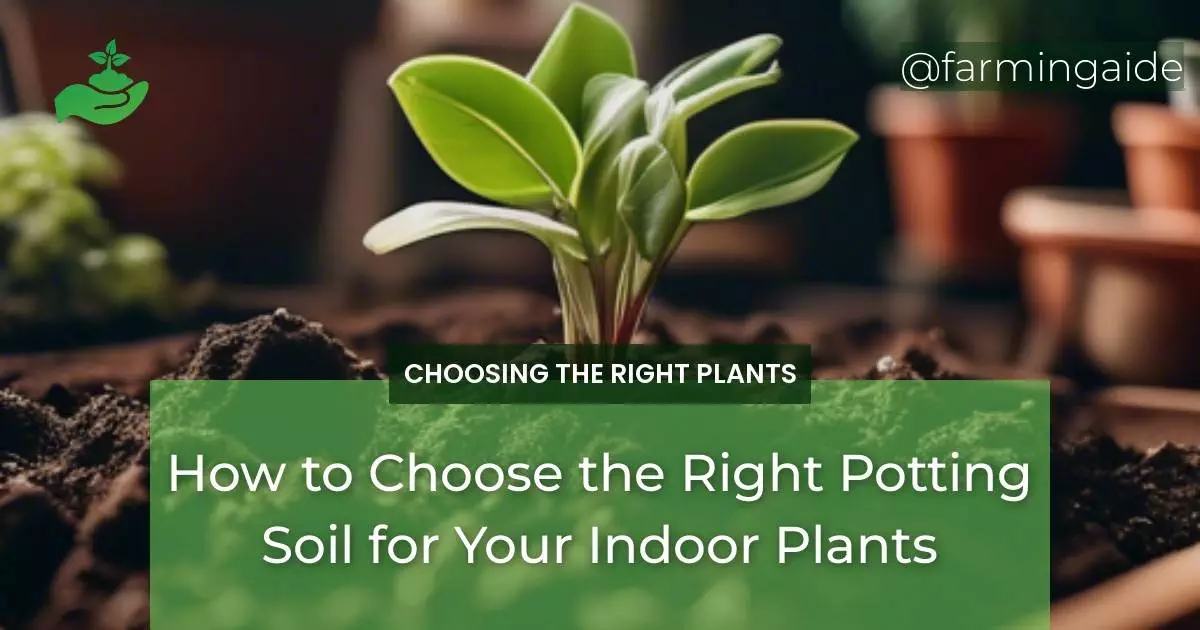 How to Choose the Right Potting Soil for Your Indoor Plants
