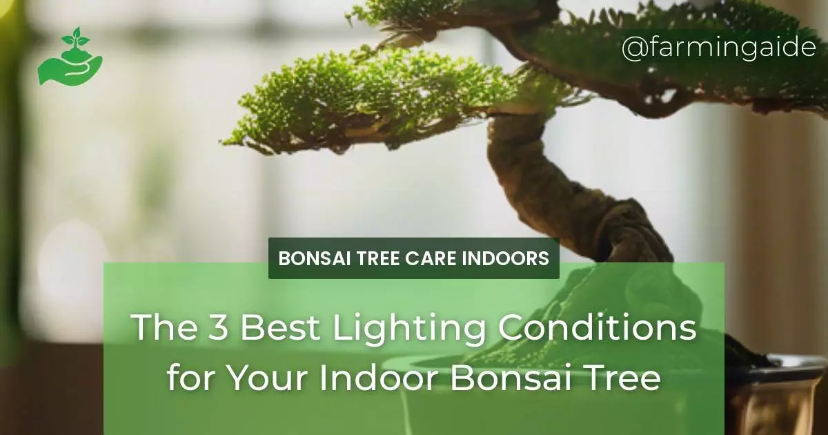 The 3 Best Lighting Conditions for Your Indoor Bonsai Tree