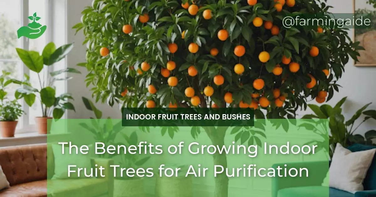 The Benefits of Growing Indoor Fruit Trees for Air Purification