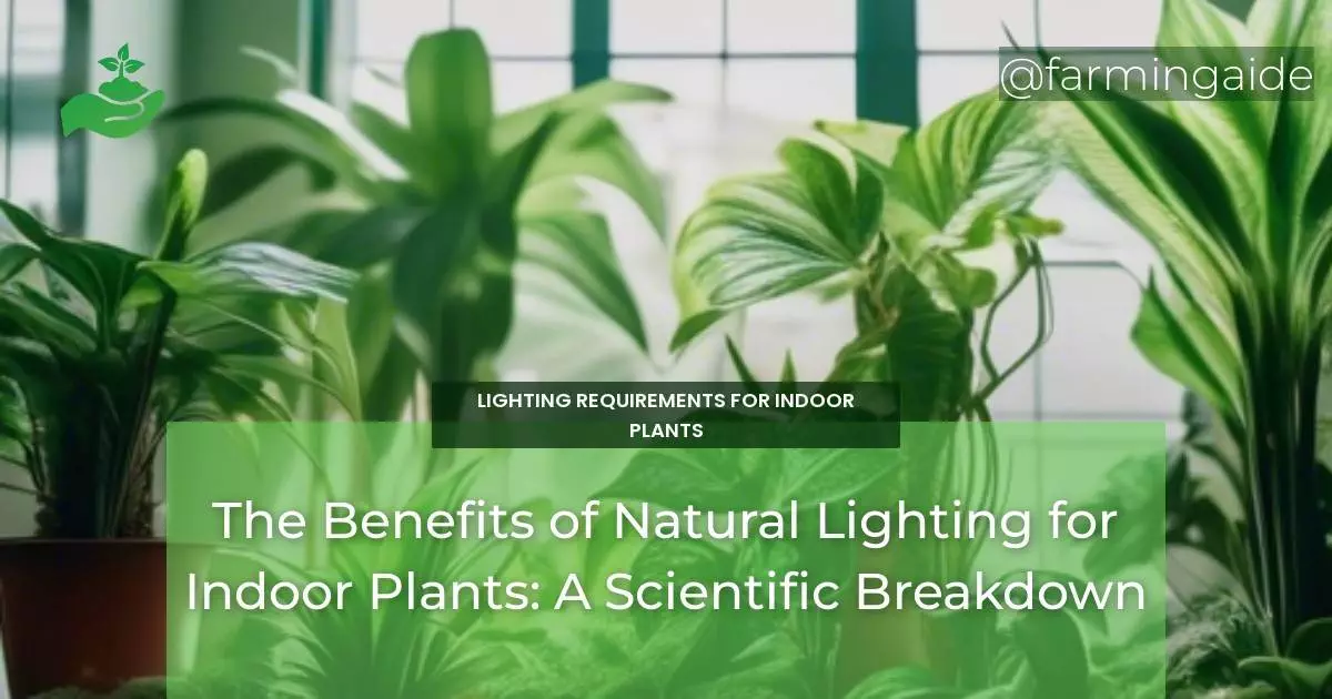 The Benefits of Natural Lighting for Indoor Plants: A Scientific Breakdown