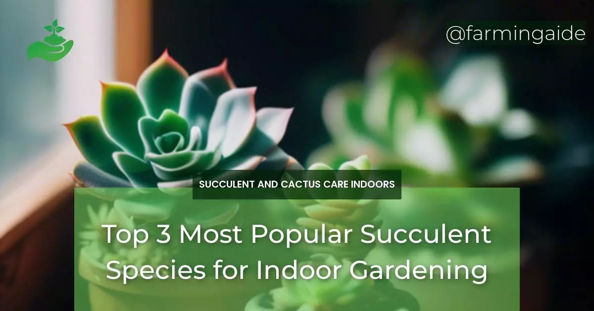 Top 3 Most Popular Succulent Species for Indoor Gardening