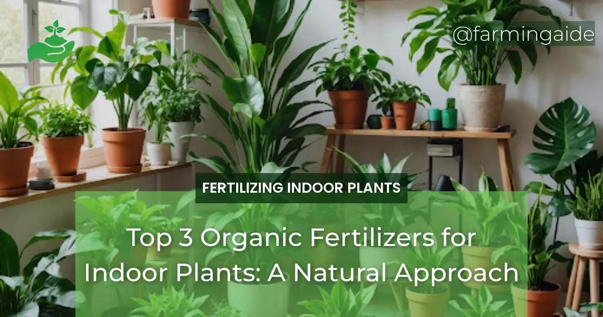 Top 3 Organic Fertilizers for Indoor Plants: A Natural Approach