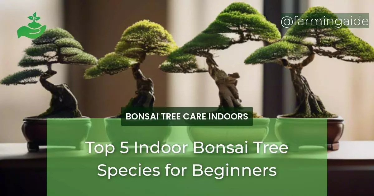 Top 5 Indoor Bonsai Tree Species for Beginners
