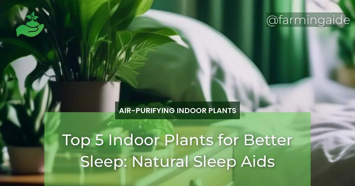 Top 5 Indoor Plants for Better Sleep: Natural Sleep Aids