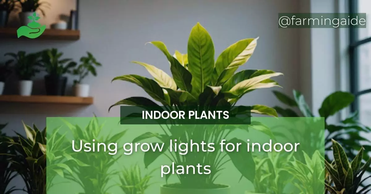 Using grow lights for indoor plants