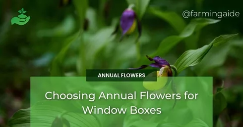 Choosing Annual Flowers for Window Boxes