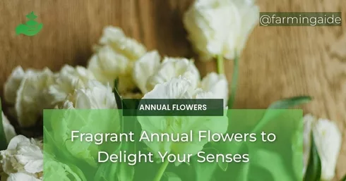 Fragrant Annual Flowers to Delight Your Senses