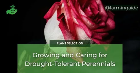 Growing and Caring for Drought-Tolerant Perennials