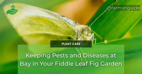 Keeping Pests and Diseases at Bay in Your Fiddle Leaf Fig Garden