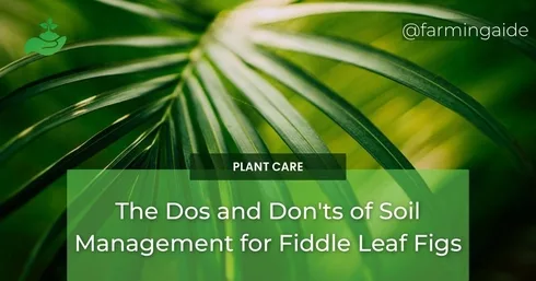 The Dos and Don'ts of Soil Management for Fiddle Leaf Figs
