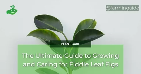 The Ultimate Guide to Growing and Caring for Fiddle Leaf Figs